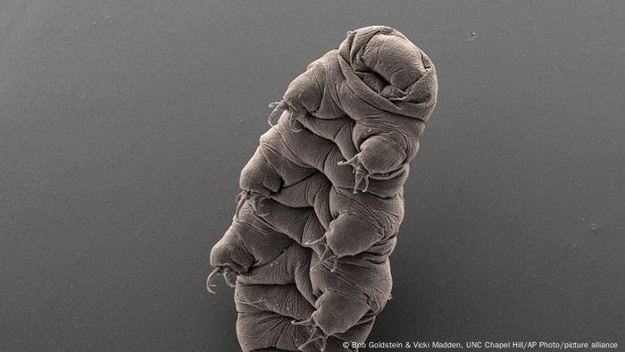 Tardígrado, también conocido como oso de agua. Foto tomada con un microscopio electrónico.