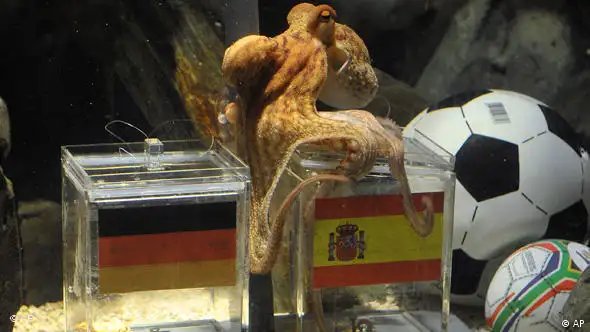 Krake Paul orakelt das WM-Halbfinale Deutschland gegen Spanien, indem er sich auf der spanischen Futterkiste niederlässt. Foto: AP