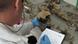 Ein forensischer Pathologe untersucht menschliche Knochen (Foto: ICMP) Ein forensischer Pathologe untersucht menschliche Knochen (Foto: ICMP)