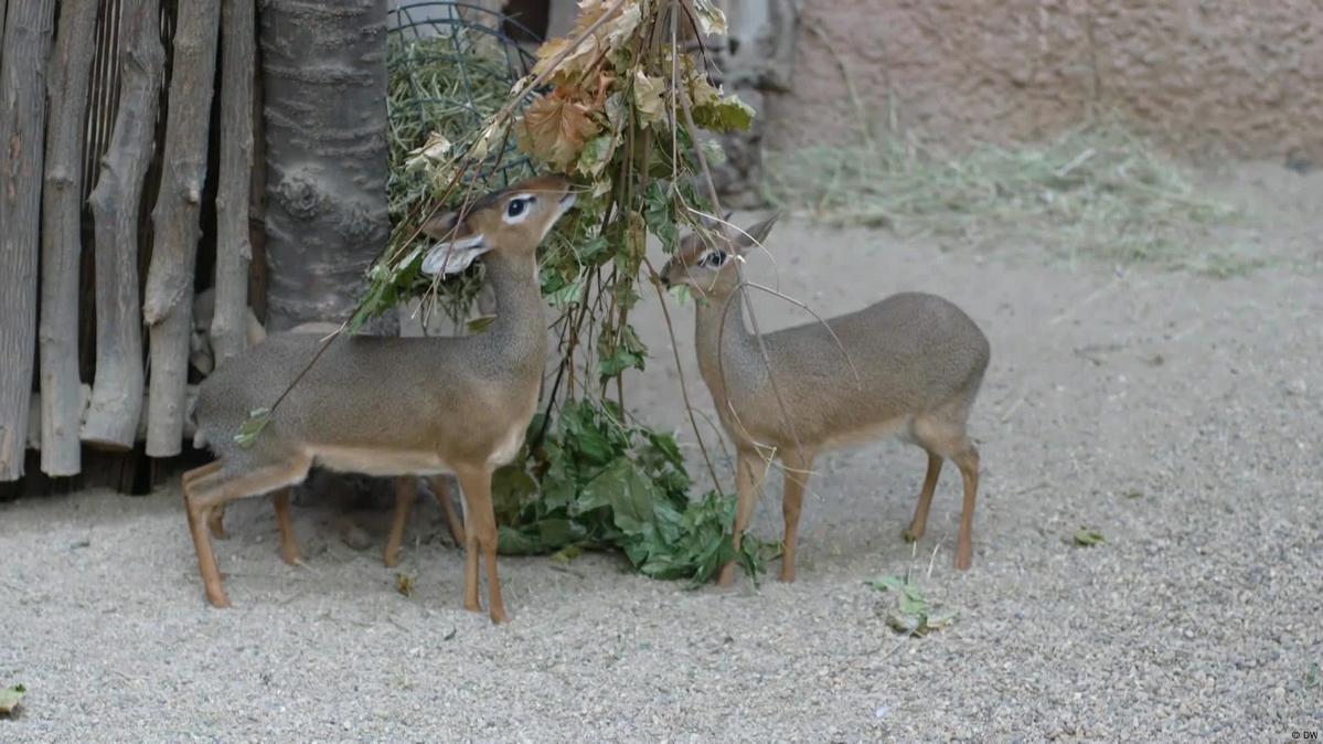 Can cloning help save endangered species? – DW – 06/04/2021 Can cloning help save endangered species? – DW – 06/04/2021