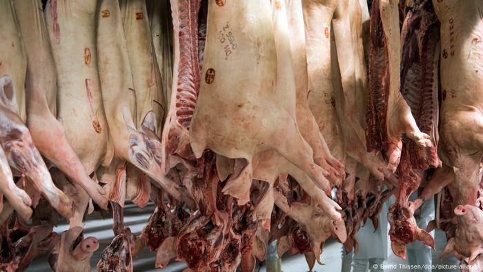 Freshly slaughtered pigs are hanging in a cold warehouse