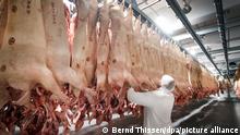 Frisch geschlachtete Schweine hängen in einem Kühlhaus des Fleischunternehmens Tönnies. Am Freitag veröffentlicht das Unternehmen die Jahreszahlen 2019. Das Unternehmen mit Sitz in Rheda-Wiedenbrück ist Deutschlands größter Schlachtbetrieb. Den Großteil des Geschäfts macht Tönnies mit Schweinefleisch. +++ dpa-Bildfunk +++