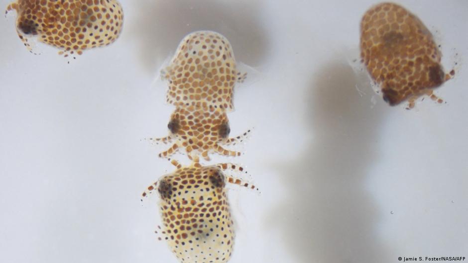 SpaceX rocket takes baby bobtail squids to ISS | News | DW - Vimarsana News