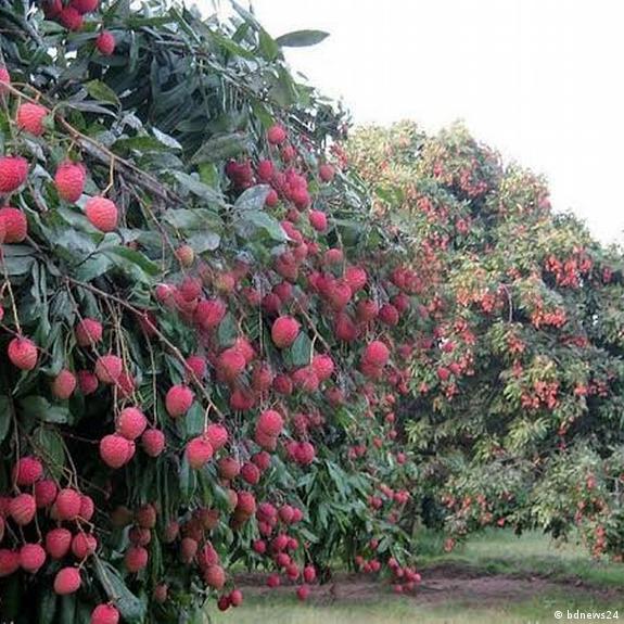 Ana ayora porno Masaj shimlarida Rita Shaftoli fotosurati