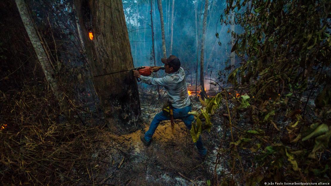 Un obrero corta un árbol con una sierra en un bosque tropical en llamas en Brasil.