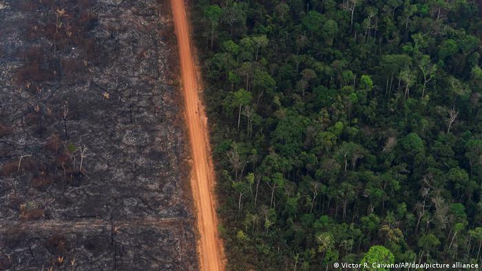 Desmatamento saltou 14% em 2020 em todo o Brasil | Notícias e análises  sobre os fatos mais relevantes do Brasil | DW | 11.06.2021