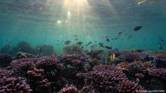 Die Sonne scheint durch das Wasser auf ein violett gefärbtes Riff mit herumschwimmenden Fischen