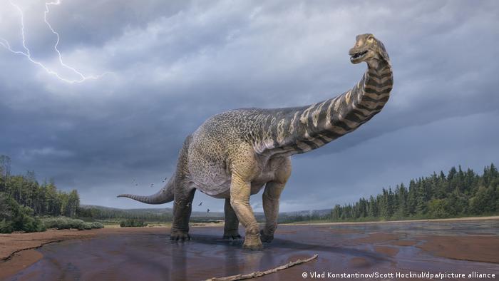El dinosaurio más grande de Australia es identificado como una nueva  especie | Ciencia y Ecología | DW 