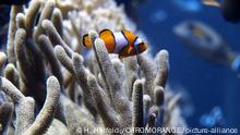 Lateinamerika, Panama, bei Insel Taboga. Anemonenfisch zwischen Korallen im Pazifik.