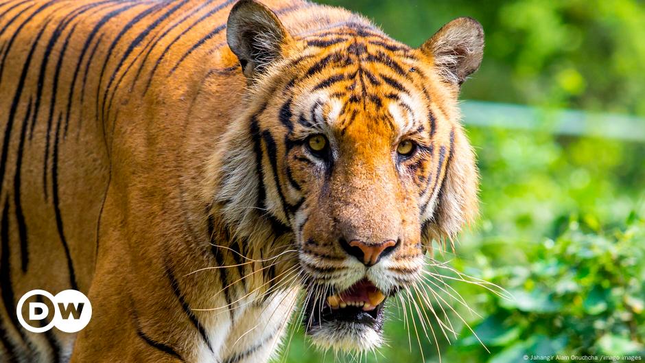 Tigers still roam wild in these 13 tiger-range countries