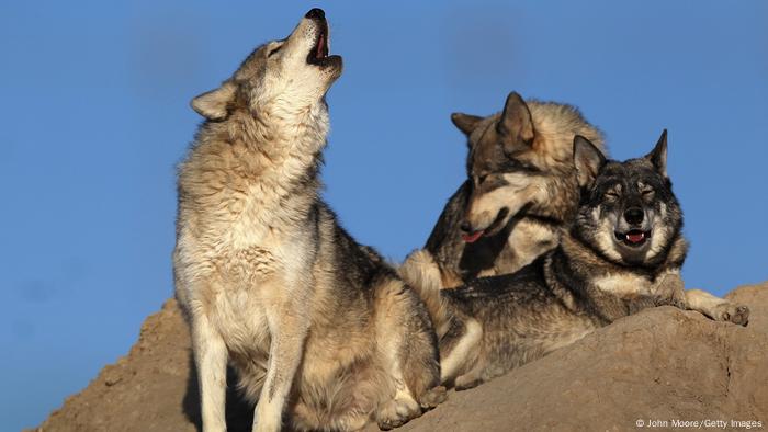 Nacieron lobos grises en Colorado por primera vez en 80 años