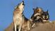 Howling wolves at an animal sanctuary in the US Howling wolves at an animal sanctuary in the US