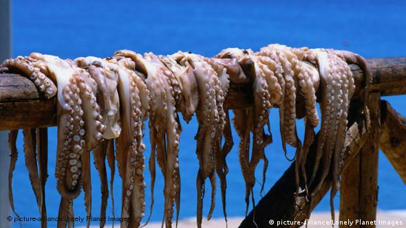 Octopus hanging to dry