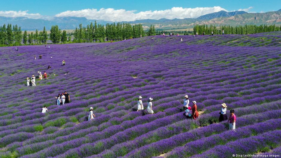 Bild des Tages: Fernöstlicher Lavendel-Traum | Alle multimedialen Inhalte der Deutschen Welle | DW - Vimarsana News