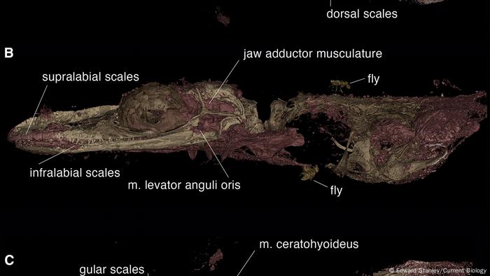 Specimen of Oculudentavis naga with preserved bone and soft tissue.