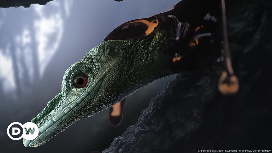 The ″ smallest dinosaur in the world ″ turns out to be a mysterious reptile |  Science and Ecology |  DW