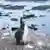 Птенец тонкоклювых кайр на острове Гельголанд 