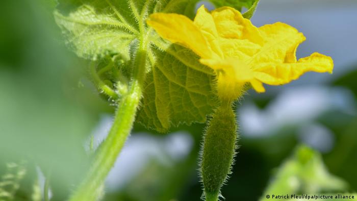 Съмнителни биопродукти от България от години се продават на германския