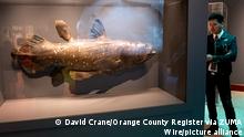 October 17, 2019, Los Angeles, California, USA: When the Coelacanth was rediscovered in 1938, scientists believed it may have been the ancestor for all land animals, which has now been disproved, but the idea of a link between sea and land animals endured in movies like the 1954 movie, Ã¢â¬ËThe Creature From the Black LagoonÃ¢â¬â¢. The giant fish and the Creature From the Black Lagoon are part of an exhibition called, The Natural History of Horror, at the Natural History Museum of Los Angeles County through April 19, 2020. (Credit Image: Â© David Crane/Orange County Register via ZUMA Wire