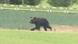 In this image made from a video, a brown bear runs on a field in Sapporo, northern Japan Friday, June 18, 2021. In this image made from a video, a brown bear runs on a field in Sapporo, northern Japan Friday, June 18, 2021.