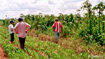 Sembradío de soja en Paraguay 