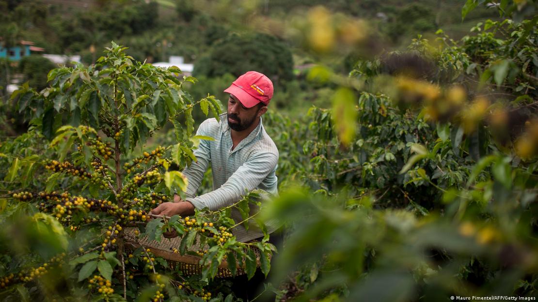 Colhedor em plantação de café