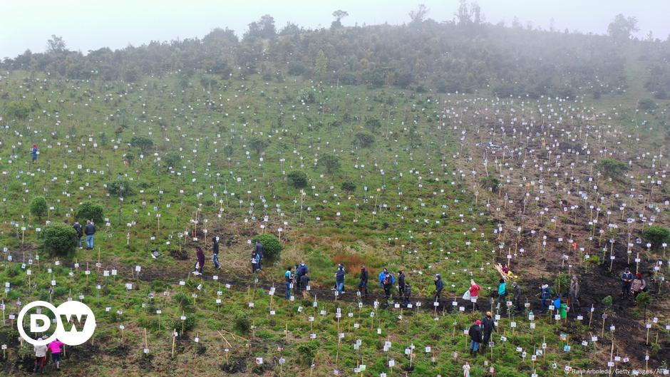 Siembran páramo de Colombia con cenizas de víctimas de covid | Coronavirus  | DW | 29.06.2021