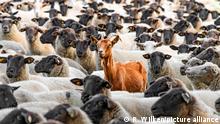 Eine Ziege inmitten einer dichtgedrängten Schafherde (Quelle: R. Wilken/picture alliance)