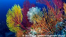 Meeresbiologie I Ökosystem I Koralle I Mittelmeer