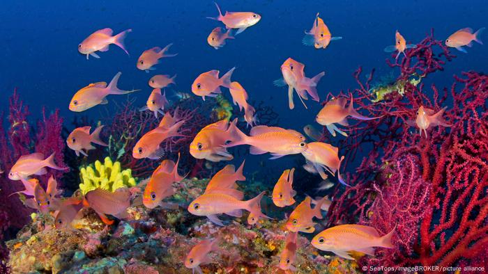 Fish swim in a coral reef off Capri, Italy Fish swim in a coral reef off Capri, Italy
