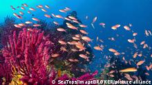 Fahnenbarsche (Anthias anthias) schwimmen um farbwechselnde Gorgonien (Paramuricea clavata), Saint Jean Cap Ferrat, Nizza, Südfrankreich, Frankreich, Europa