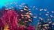 Fish swim in a coral reef Fish swim in a coral reef
