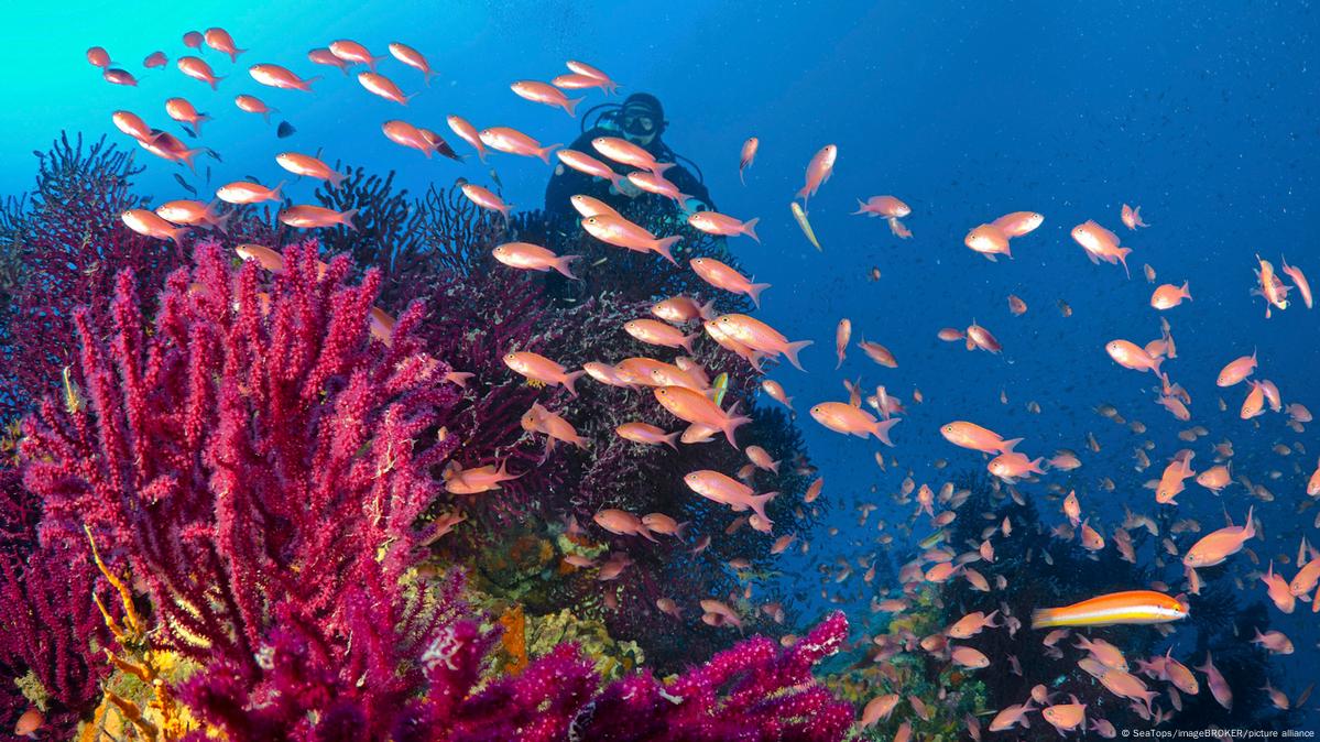 Protecting 30% of the Mediterranean Sea will boost fish stocks and