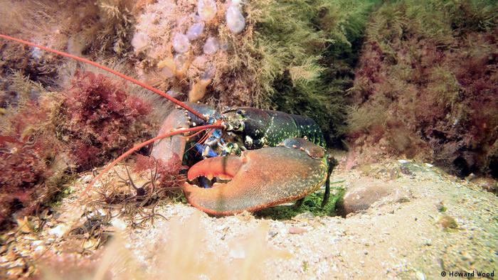  A lobster sitting on a rock underwater 