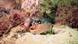 A lobster sitting on a rock underwater A lobster sitting on a rock underwater