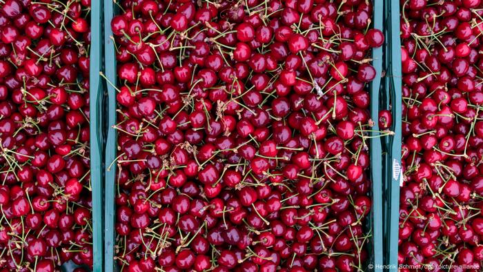 Crates of red cherries