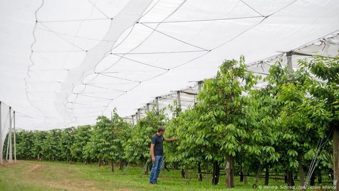 Cherry harvest in Saxony