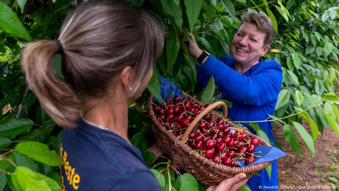 Cherry harvest in Saxony 