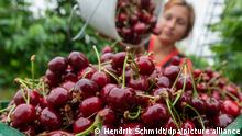 Сладку ягоду рвали вместе! В Германии начался сезон сбора черешни (фото)