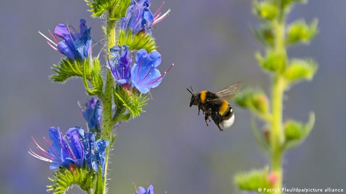 A bee flying towards a blue flower