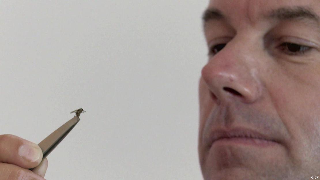 Reckhaus observa de perto um inseto utilizando uma pinça  