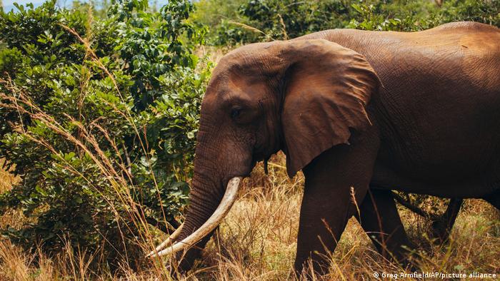 Picture of elephant in Tanzania's Selous wildlife reserve