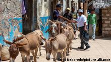 Men riding donkeys on the main street of Lamu town in Lamu Island, Kenya.