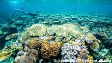 Australia pledges millions in bid to keep Great Barrier Reef on heritage list