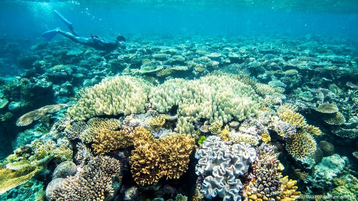 Image of corals in the Great Barrier Reef