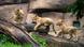 BdT Deutschland | Löwen-Vierlinge im Zoo Leipzig getauft BdT Deutschland | Löwen-Vierlinge im Zoo Leipzig getauft