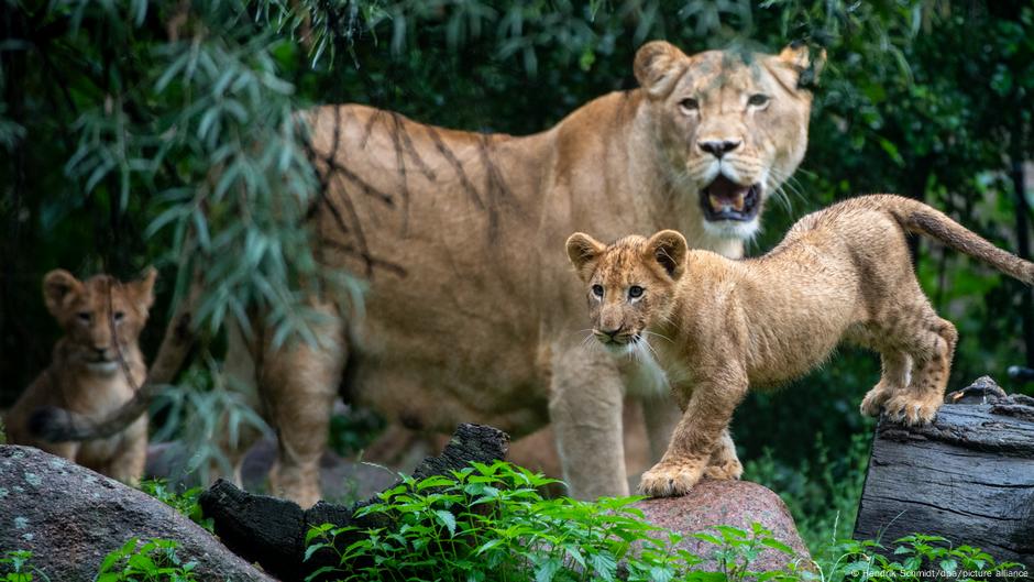 The most popular zoos in Germany - DW - 07.05.2023 - TIme News