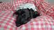 Hund im Bett mit Schlafhaube Hund im Bett mit Schlafhaube