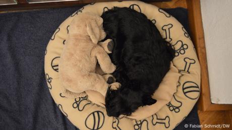 Rigolettos Barley Sugar, eine Scottish Terrier Hündin, liegt mit ihrem Kuscheltier in einem Hundebett und formt dabei das Symbol Ying und Yang. 