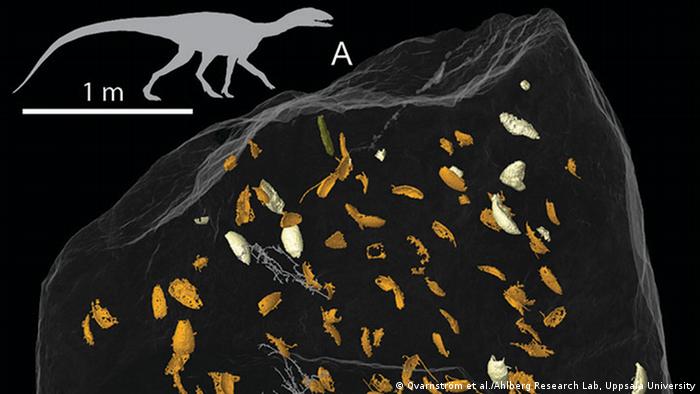 El descubrimiento de insectos conservados en heces fósiles está abriendo la puerta a un nuevo campo de investigación.